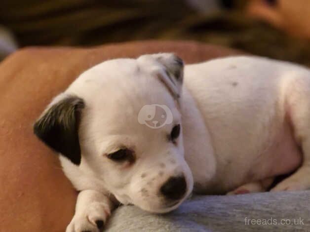 Jack Russell puppie for sale in Spalding, Lincolnshire - Image 1