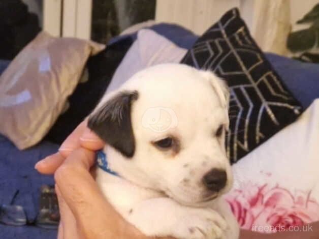 Jack Russell puppie for sale in Spalding, Lincolnshire - Image 2