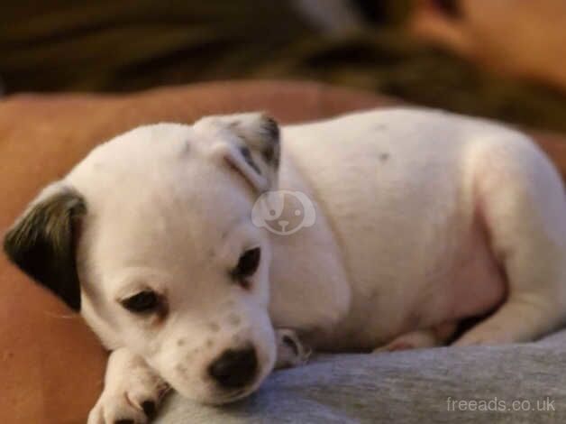 Jack Russell Puppies for sale in Lincolnshire