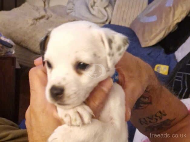 Jack Russell puppie for sale in Spalding, Lincolnshire - Image 5