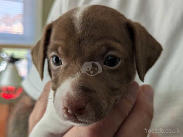 Jack Russell puppie white and chocolate for sale in New Rossington, Yorkshire - Image 1