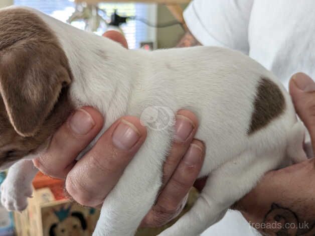 Jack Russell puppie white and chocolate for sale in New Rossington, Yorkshire - Image 2