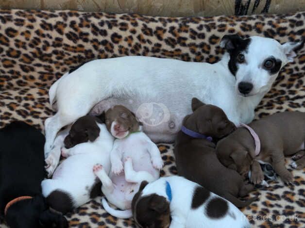 Jack Russell puppie white and chocolate for sale in New Rossington, Yorkshire - Image 5