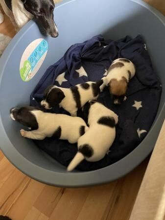 Jack Russell puppies 1 male and 3 female for sale in Rochdale, Greater Manchester - Image 1