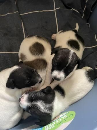 Jack Russell puppies 1 male and 3 female for sale in Rochdale, Greater Manchester - Image 2