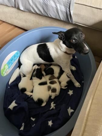 Jack Russell puppies 1 male and 3 female for sale in Rochdale, Greater Manchester - Image 3