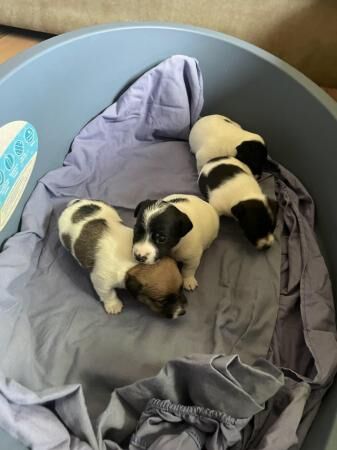 Jack Russell puppies 1 male and 3 female for sale in Rochdale, Greater Manchester - Image 4