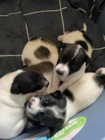 Jack Russell puppies 1 male and 3 female for sale in Rochdale, Greater Manchester - Image 5