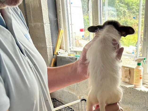 Jack Russell puppies 12 weeks old for sale in St Austell, Cornwall - Image 1