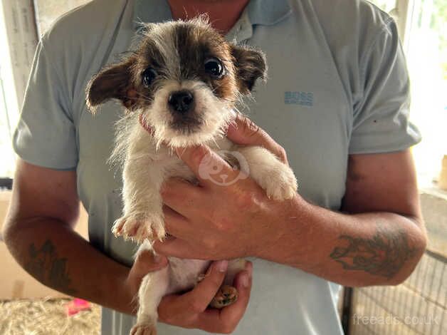 Jack Russell puppies 12 weeks old for sale in St Austell, Cornwall - Image 2