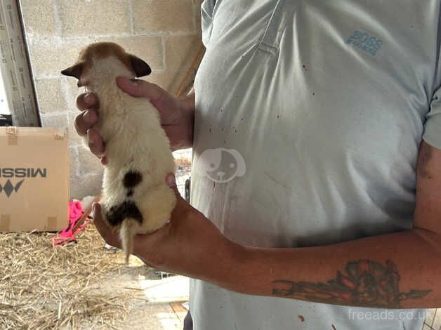 Jack Russell puppies 12 weeks old for sale in St Austell, Cornwall - Image 3