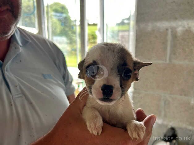 Jack Russell puppies 12 weeks old for sale in St Austell, Cornwall - Image 4