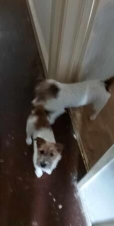 Jack Russell puppies 14mths old for sale in Manchester, Lancashire - Image 1
