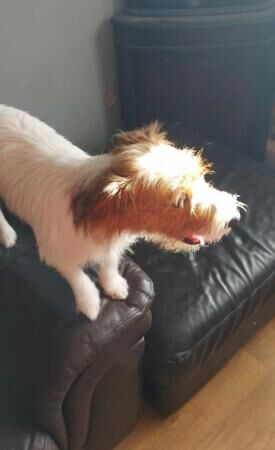 Jack Russell puppies 14mths old for sale in Manchester, Lancashire - Image 2