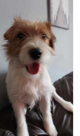 Jack Russell puppies 14mths old for sale in Manchester, Lancashire - Image 3