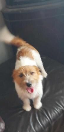 Jack Russell puppies 14mths old for sale in Manchester, Lancashire - Image 4