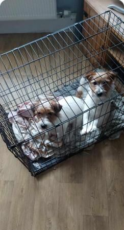 Jack Russell puppies 14mths old for sale in Manchester, Lancashire - Image 5