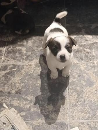 Jack Russell puppies 2 males for sale in Clunderwen, Carmarthenshire