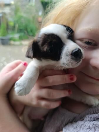 Jack Russell puppies 2 males for sale in Clunderwen, Carmarthenshire - Image 2