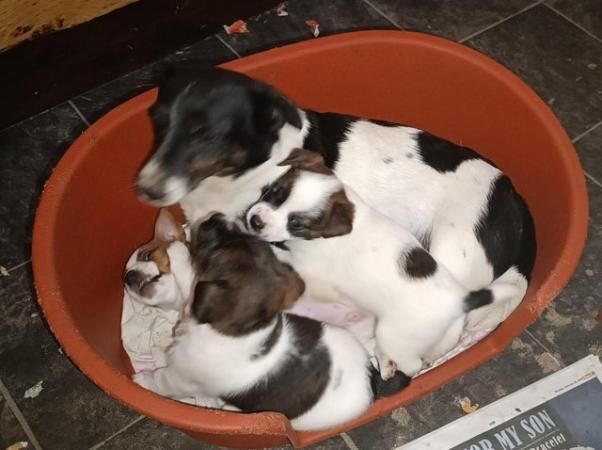 Jack Russell puppies 2 males for sale in Clunderwen, Carmarthenshire - Image 3