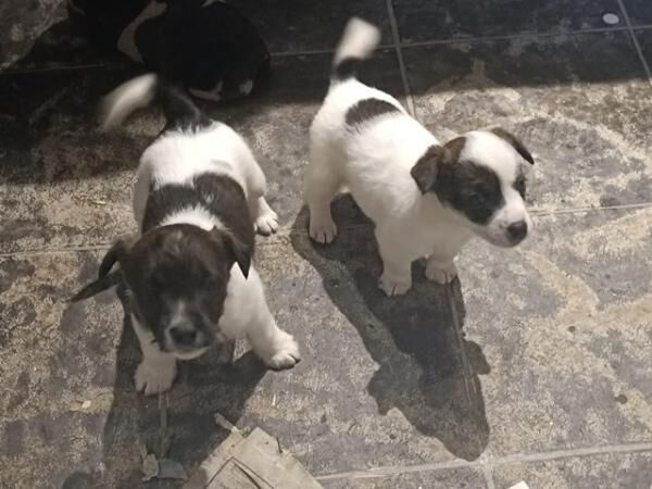 Jack Russell puppies 2 males for sale in Clunderwen, Carmarthenshire - Image 4