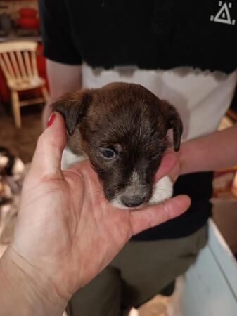 Jack Russell puppies 2 males for sale in Clunderwen, Carmarthenshire - Image 5