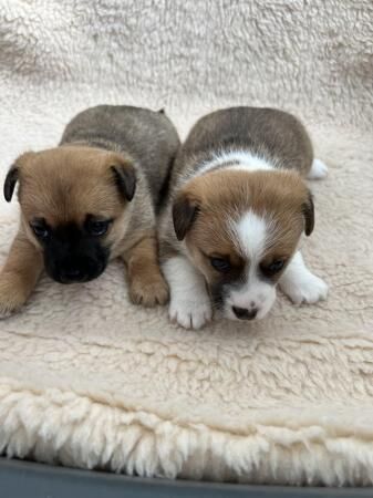 Jack Russell puppies 3 girl and 2 boys available for sale in Polegate, East Sussex - Image 1