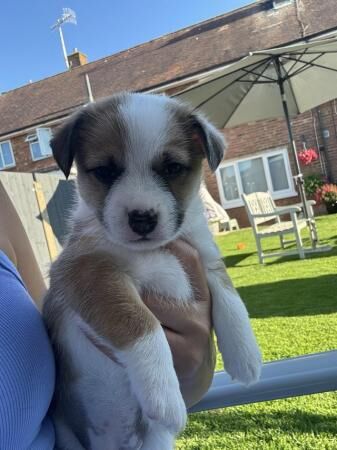 Jack Russell puppies 3 girl and 2 boys available for sale in Polegate, East Sussex - Image 2