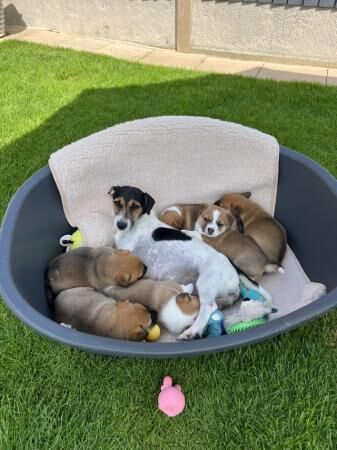 Jack Russell puppies 3 girl and 2 boys available for sale in Polegate, East Sussex - Image 3