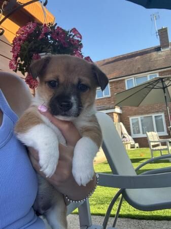 Jack Russell puppies 3 girl and 2 boys available for sale in Polegate, East Sussex - Image 4