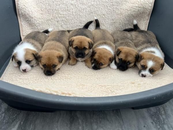 Jack Russell puppies 3 girl and 2 boys available for sale in Polegate, East Sussex - Image 5