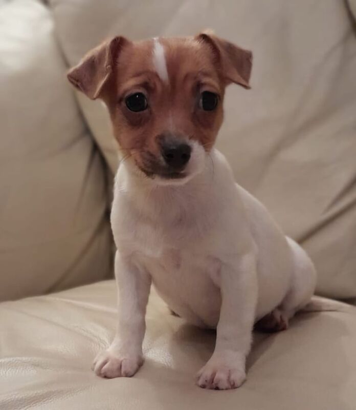 Jack Russell puppies for sale in Wakefield, West Yorkshire