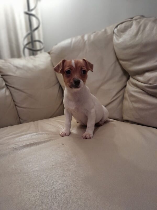 Jack Russell puppies for sale in Wakefield, West Yorkshire - Image 2