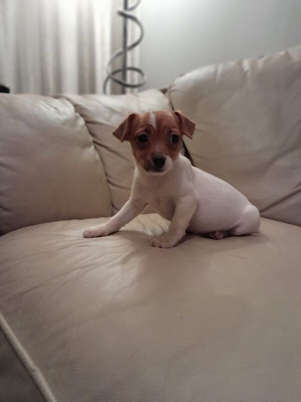 Jack Russell puppies for sale in Wakefield, West Yorkshire - Image 3