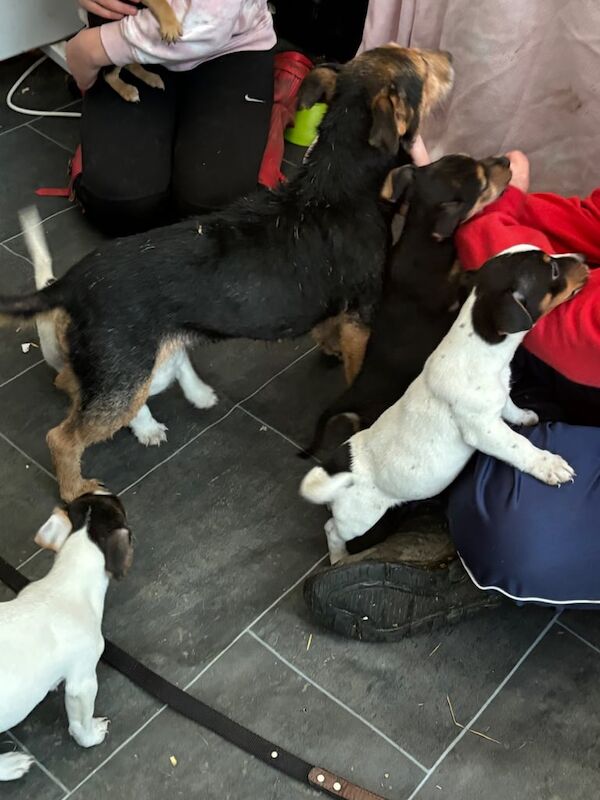 Jack Russell puppies for sale in London, City of London, Greater London