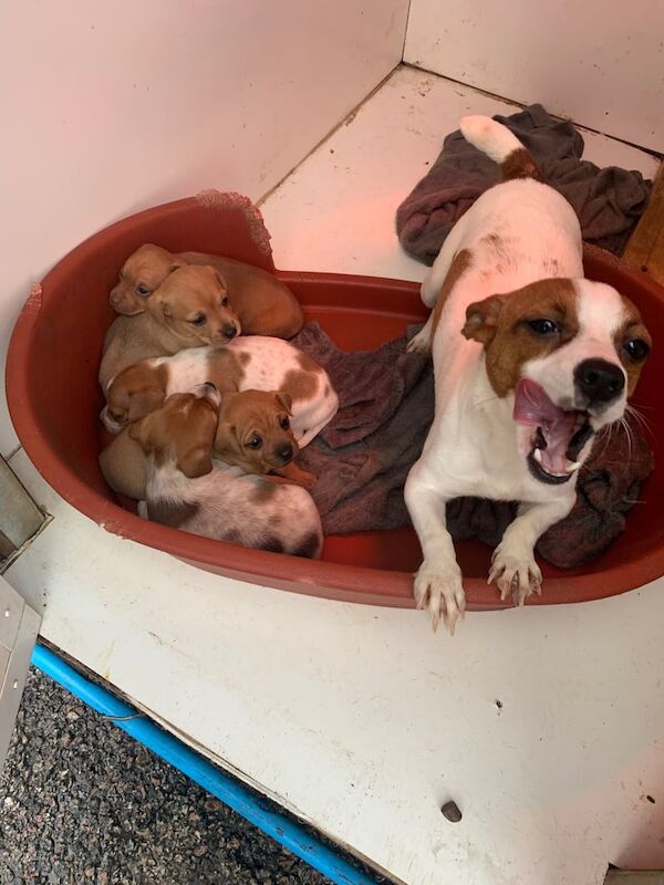 Jack Russell puppies for sale in Wickford, Essex