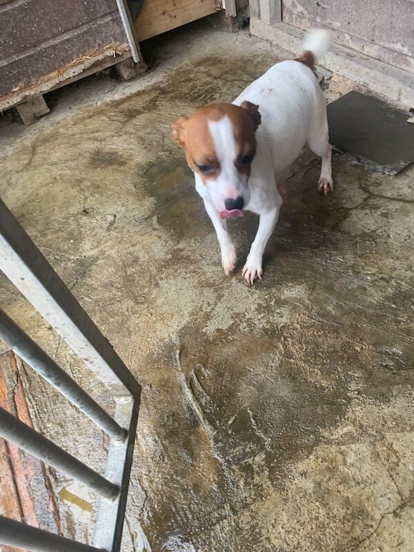 Jack Russell puppies for sale in Wickford, Essex - Image 2