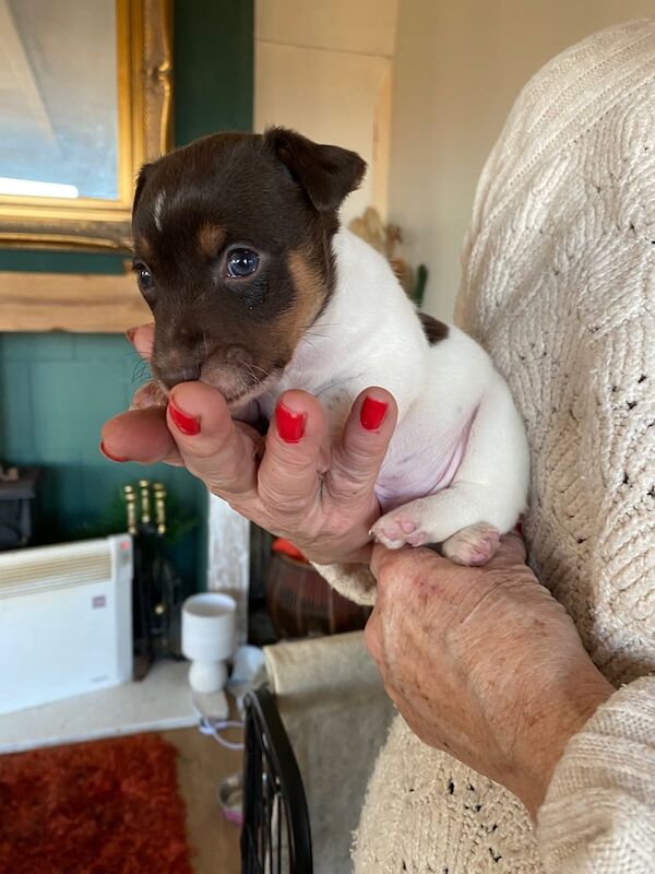 Jack Russell puppies for sale in Darlington, County Durham