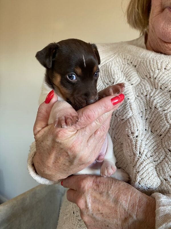 Jack Russell puppies for sale in Darlington, County Durham - Image 2