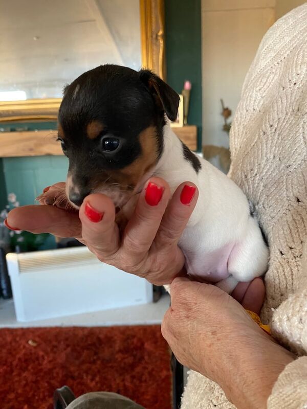 Jack Russell puppies for sale in Darlington, County Durham - Image 3