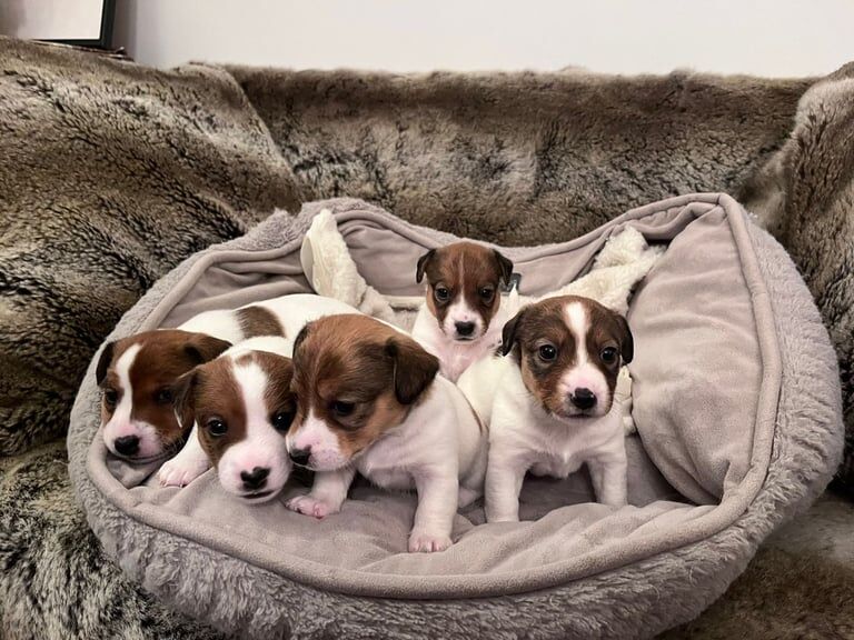 Jack Russell puppies for sale in South Side, City of Edinburgh