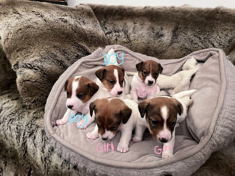 Jack Russell puppies for sale in South Side, City of Edinburgh - Image 2