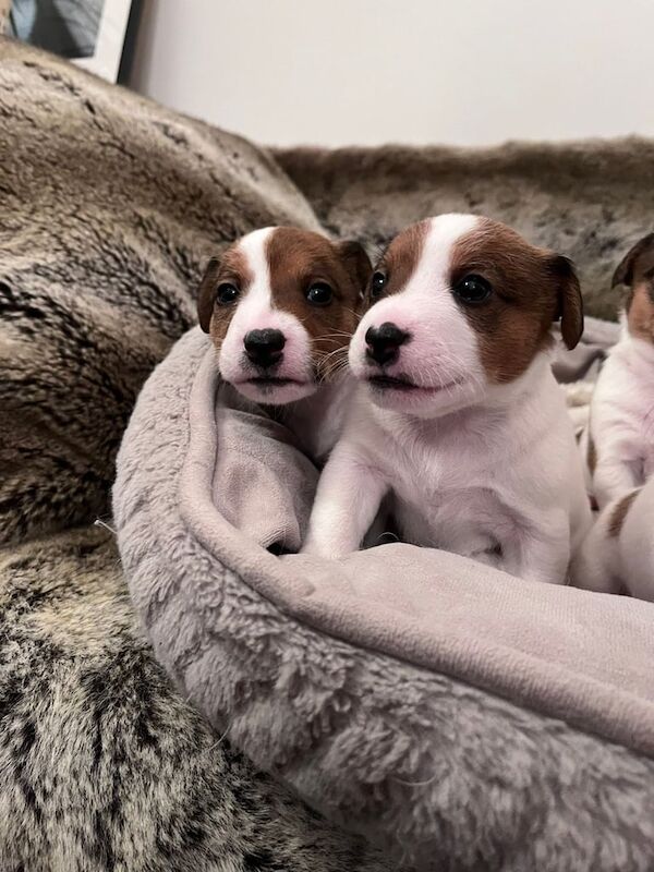 Jack Russell puppies for sale in South Side, City of Edinburgh - Image 3