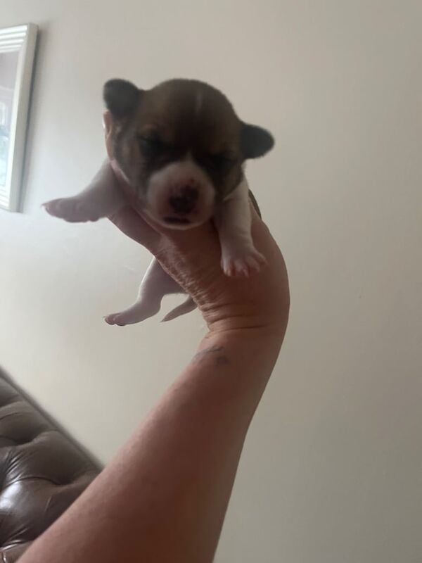 Jack Russell, puppies for sale in Newcastle upon Tyne, Tyne and Wear