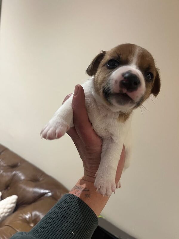 Jack Russell, puppies for sale in Newcastle upon Tyne, Tyne and Wear - Image 3