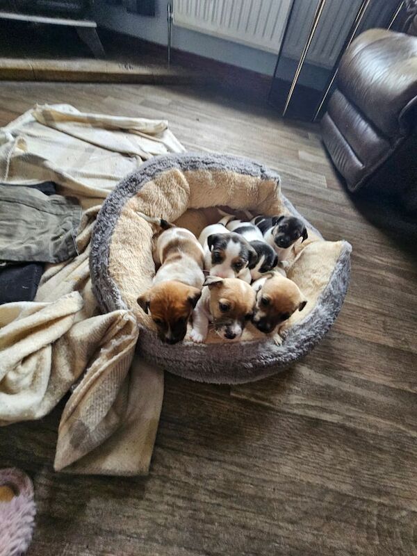 Jack Russell Puppies for sale in Maghera, County Londonderry