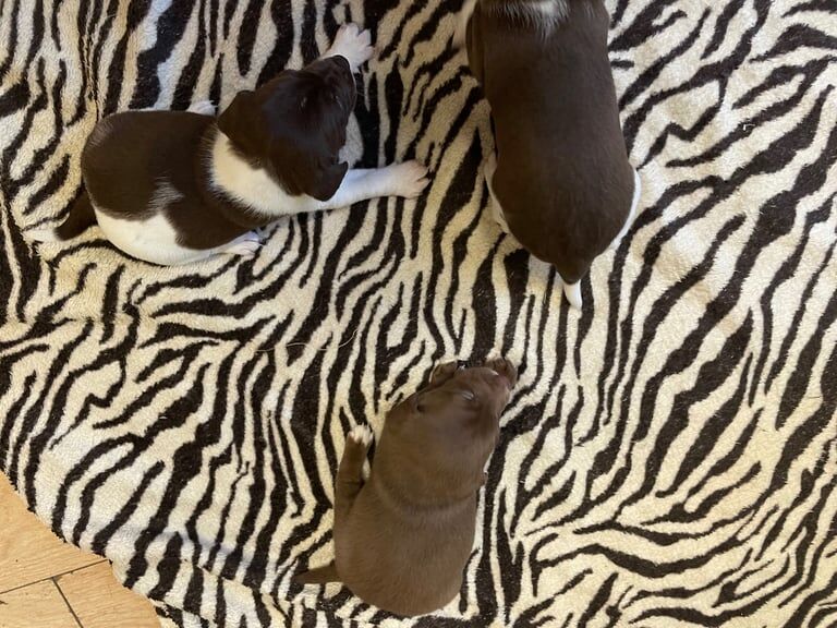 Jack Russell puppies for sale in Sandwell, West Midlands