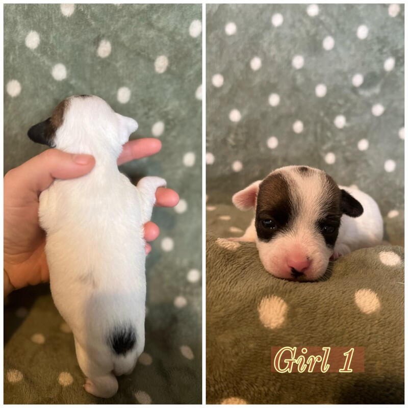 Jack Russell Puppies for sale in Caernarfon Gwynedd