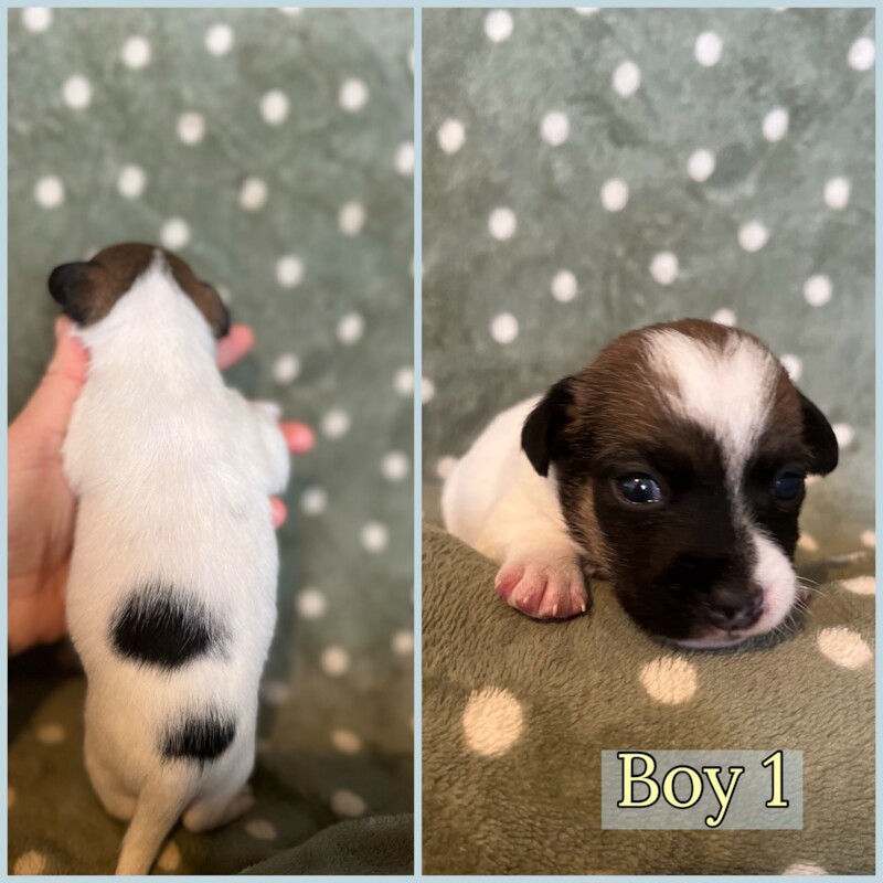 Jack Russells for sale in Caernarfon Gwynedd