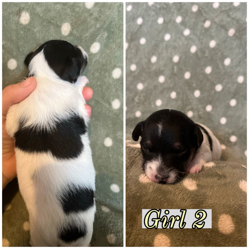 Jack Russell Puppies for sale in Caernarfon Gwynedd